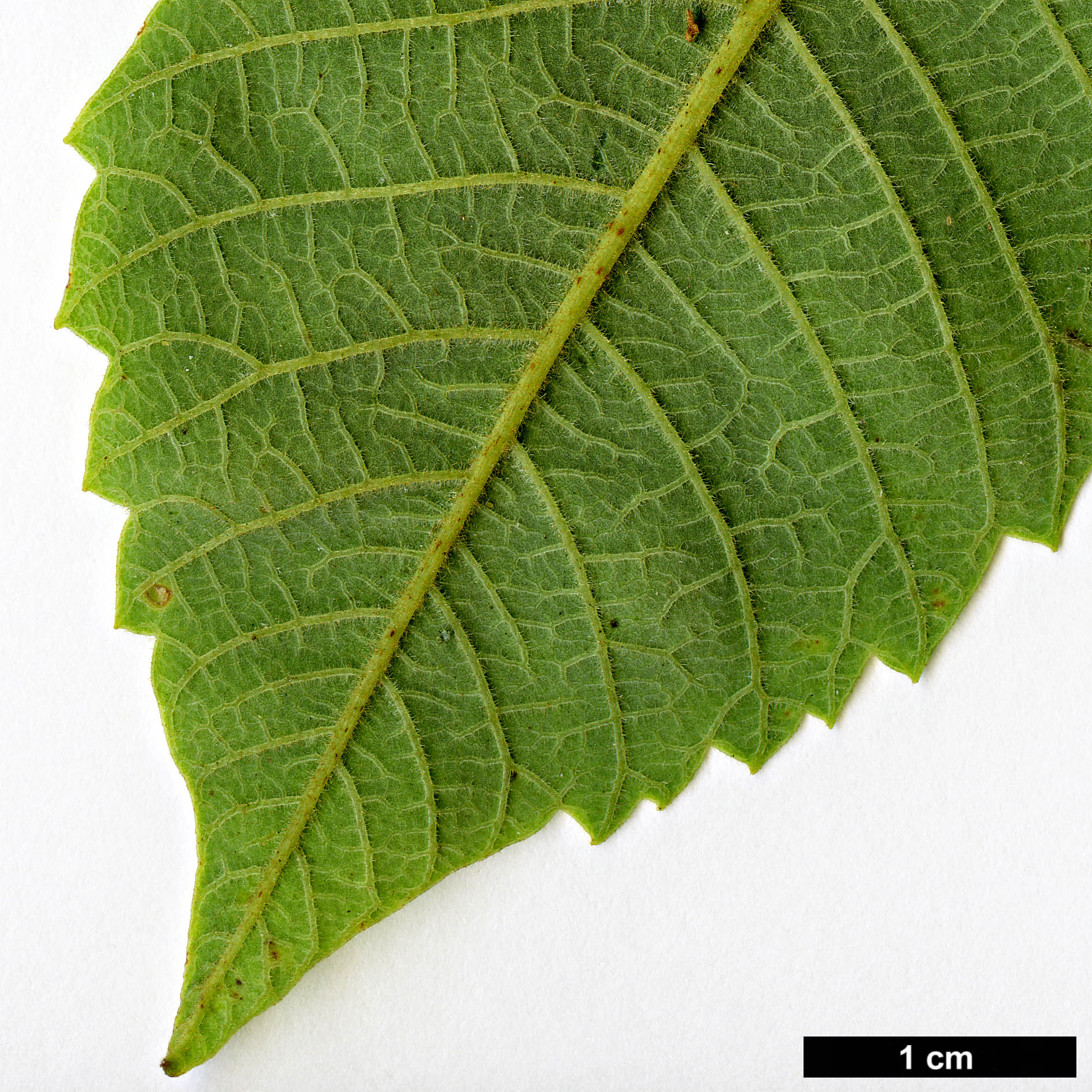 High resolution image: Family: Anacardiaceae - Genus: Rhus - Taxon: chinensis